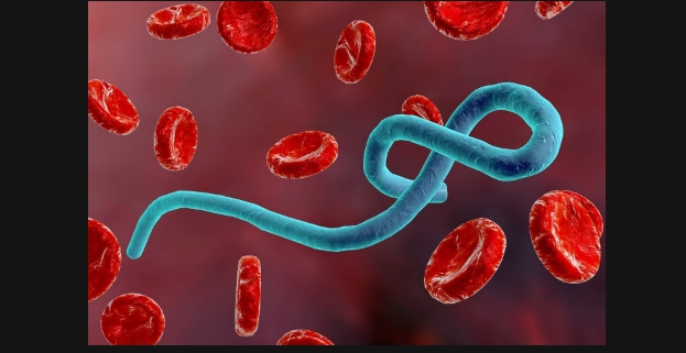 Ebola et Marburg : réflexion à haute voix sur deux fléaux qui interpellent notre nation